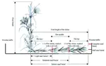 The responses of Spinifex littoreus to sand burial on the coastal area of Pingtan Island, Fujian Province, South China